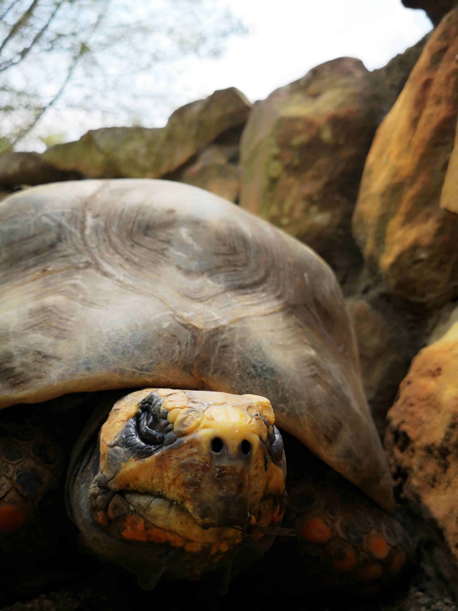 La tortugas de las Galápago: Una especie gigantesca