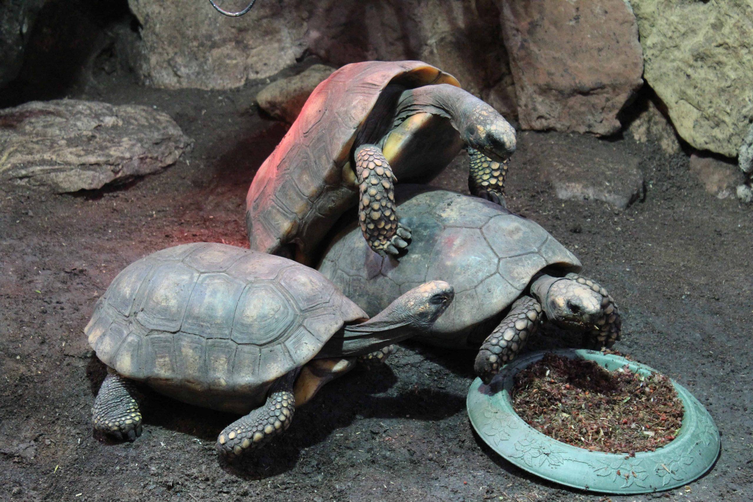 ¿Qué depredadores tienen las tortugas galápagos?