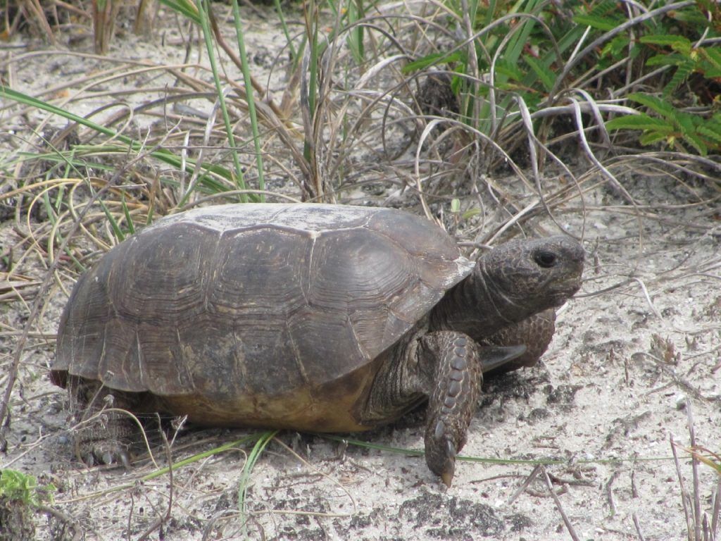 Cómo han evolucionado las tortugas a lo largo del tiempo