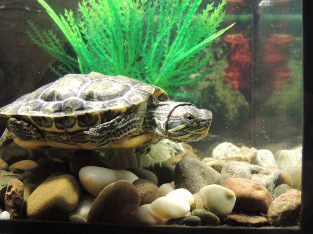 Cómo saber si una tortuga de agua dulce es hembra o macho
