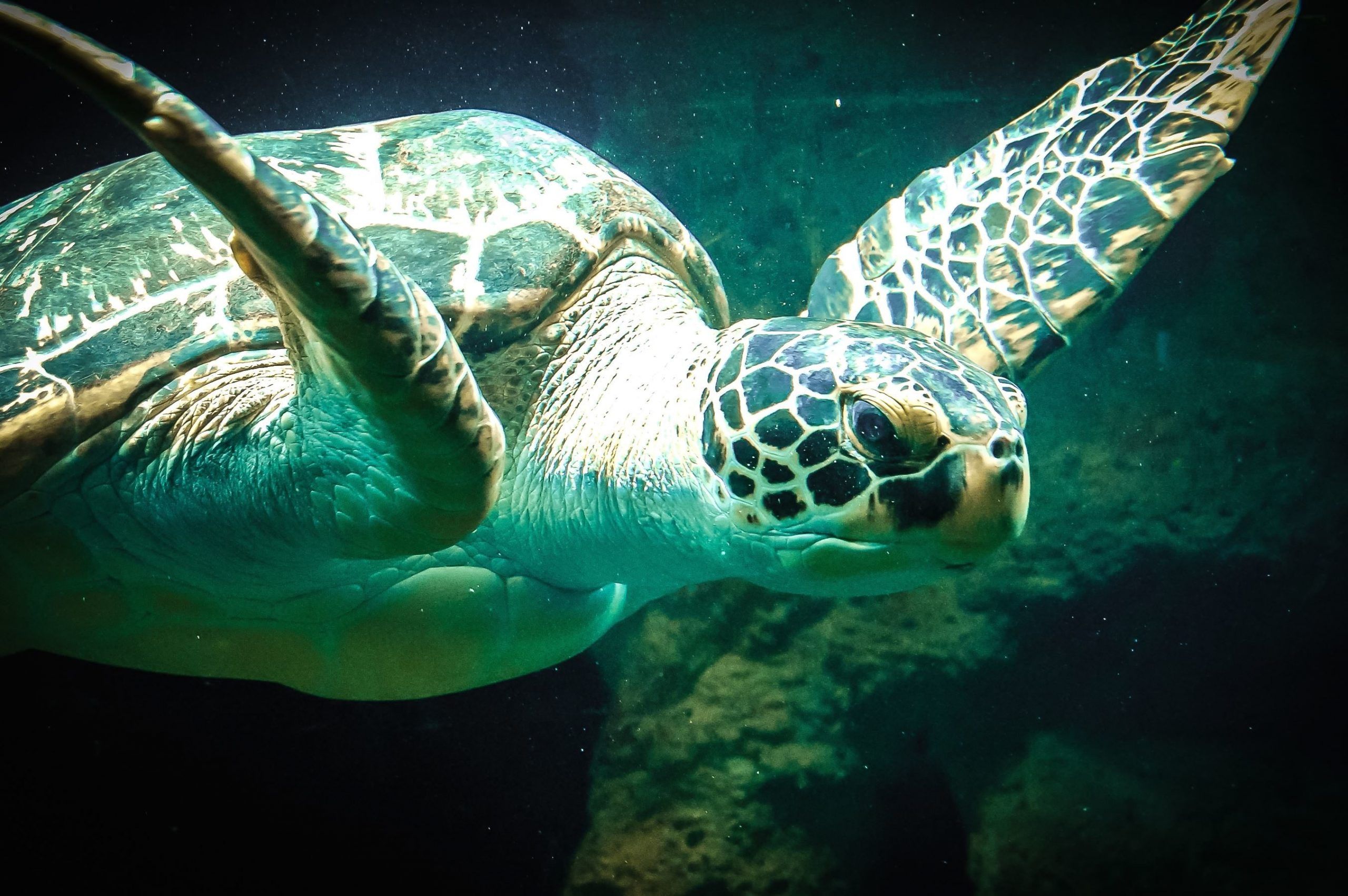 Qué tortugas hacen migraciones más largas