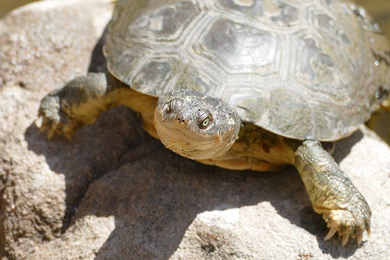 Cómo y dónde depositan los huevos las tortugas de escudo africanas