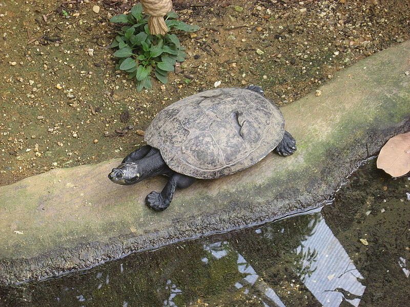 Cómo y dónde depositan los huevos las tortugas taricaya