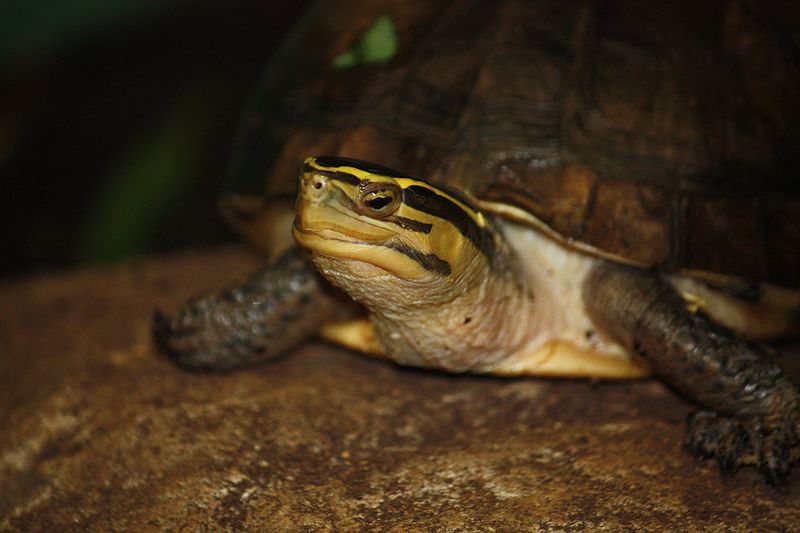 Cuándo se aparean las tortugas de caja malaya