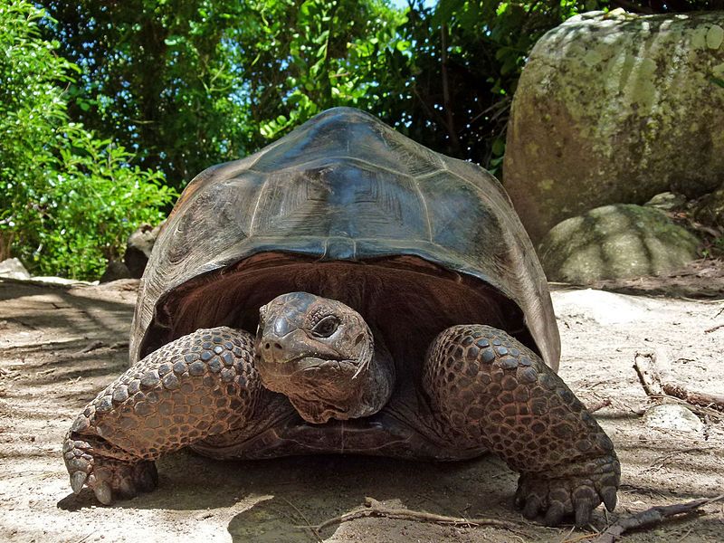 Cuándo se aparean las tortugas gigantes de Aldabra