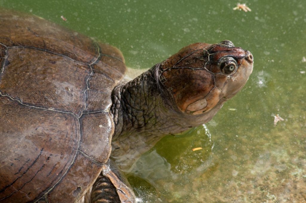 Cuánto pueden llegar a crecer las tortugas de agua dulce