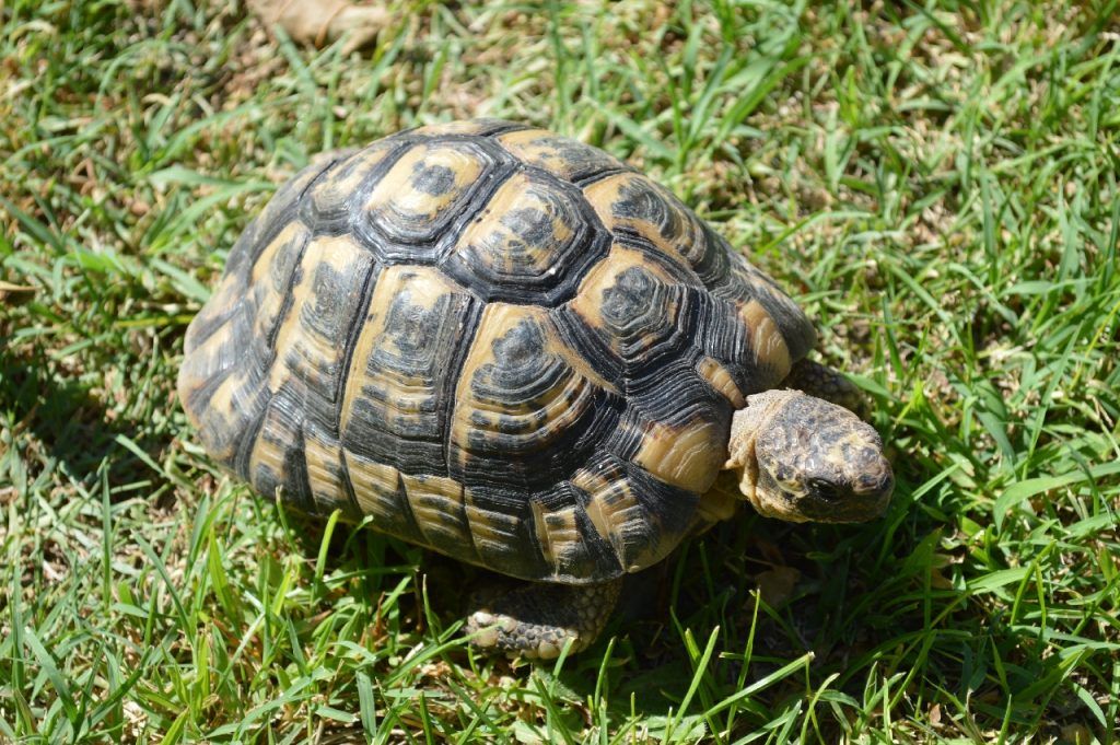 Cuánto suele tardar una tortuga en nacer