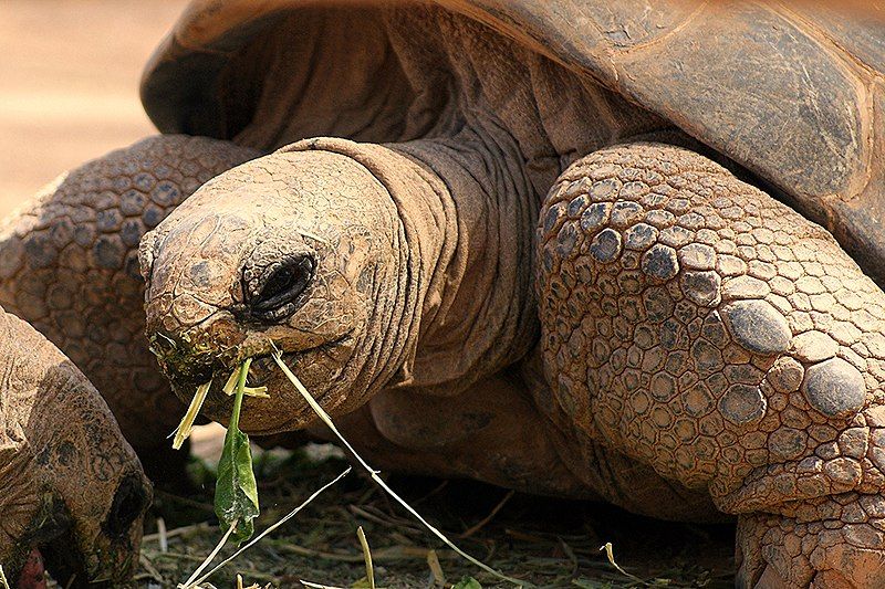 Dónde vive la tortuga galápagos