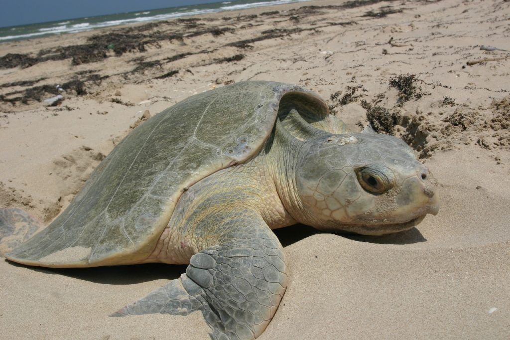 Por qué las tortugas migran