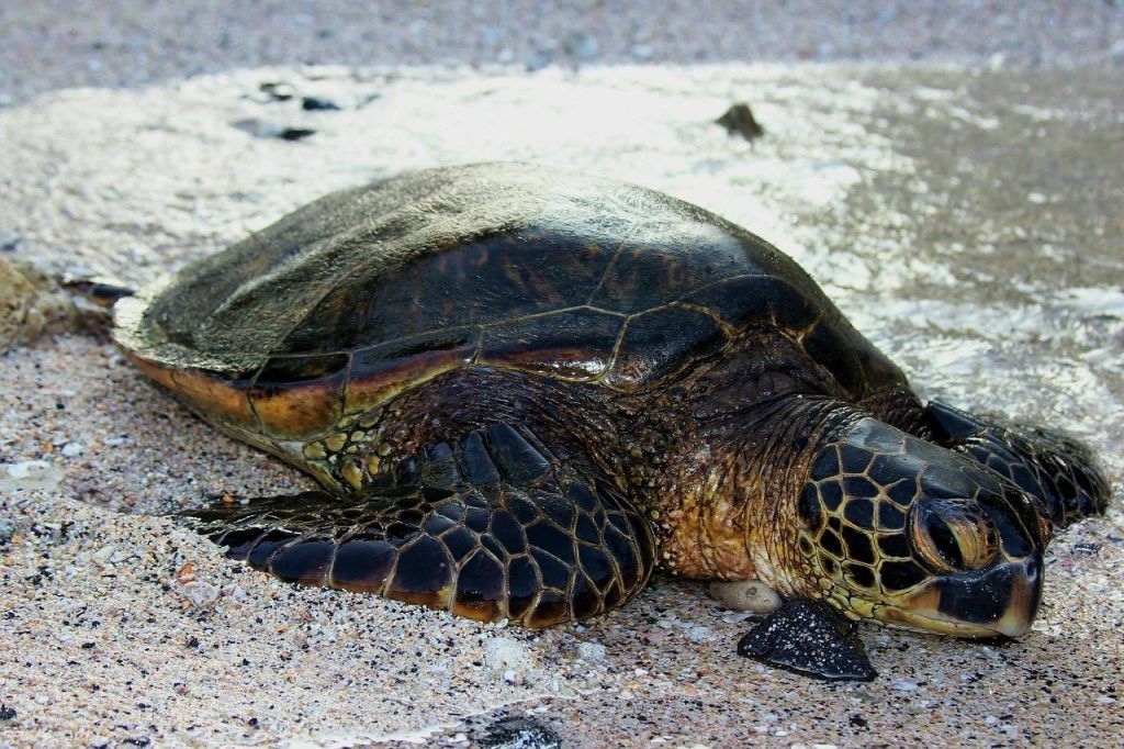 Está en peligro de extinción la tortuga bastarda