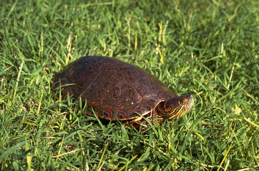 Está en peligro de extinción la tortuga blanding