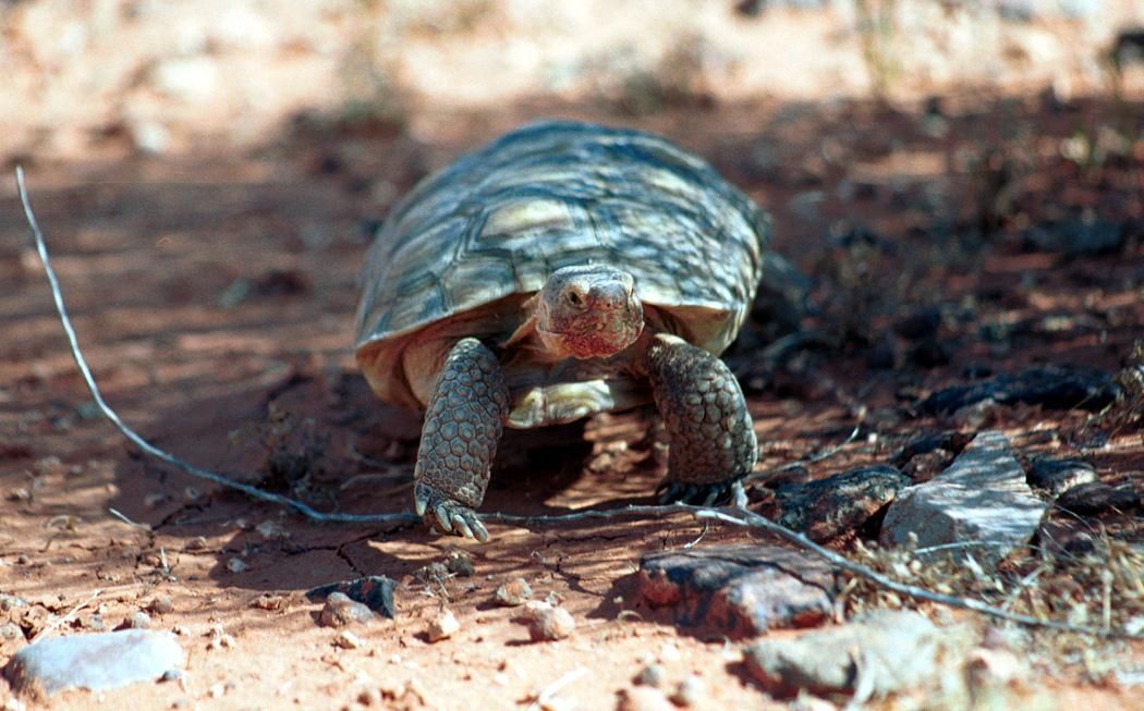 Está en peligro de extinción la tortuga caja