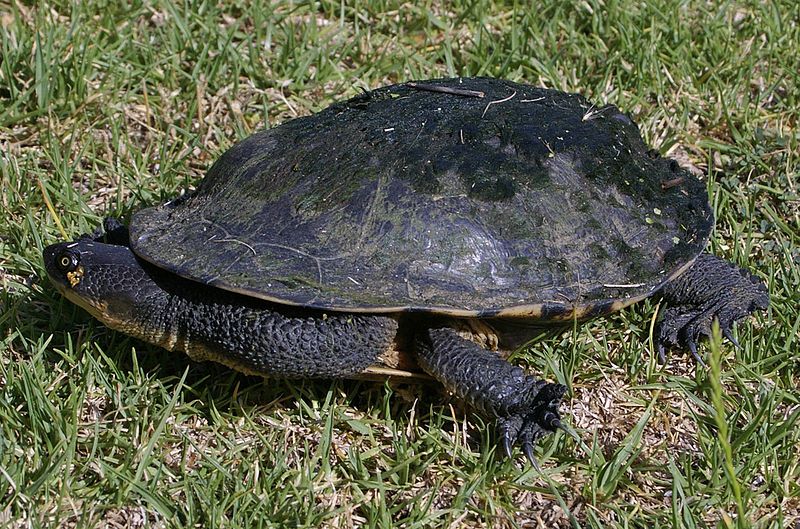 Está en peligro de extinción la tortuga canni