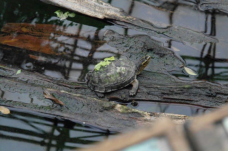 Está en peligro de extinción la tortuga de caja malaya