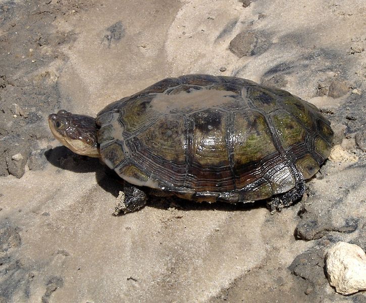 Está en peligro de extinción la tortuga de escudo africana