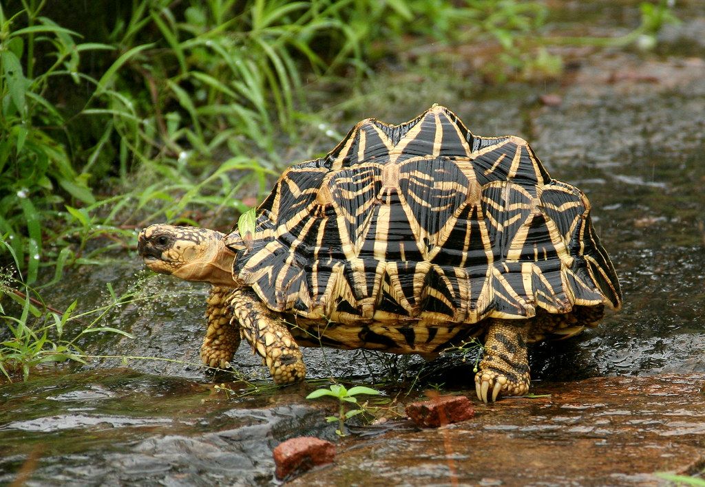 Está en peligro de extinción la tortuga estrellada