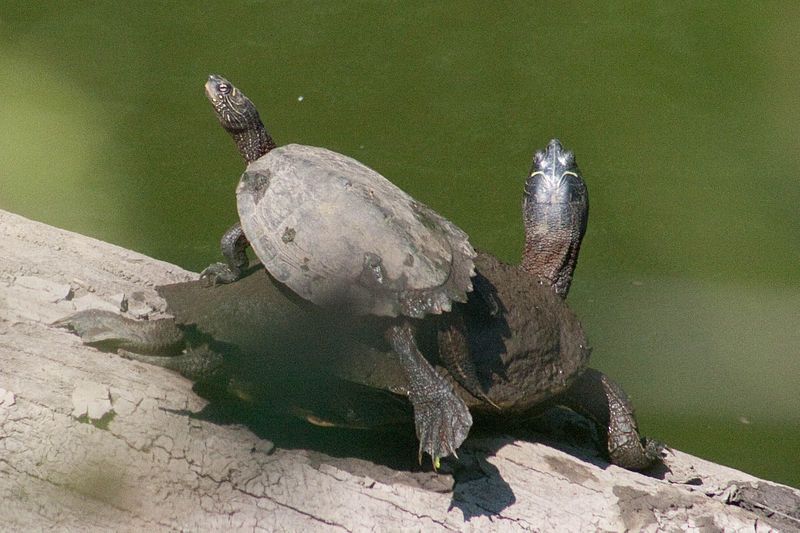 Está en peligro de extinción la tortuga falsa mapa