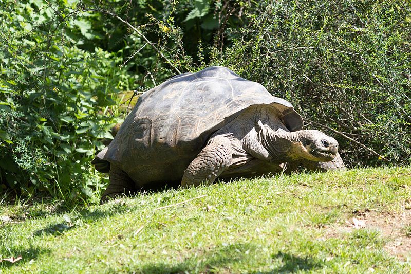Está en peligro de extinción la tortuga galápagos