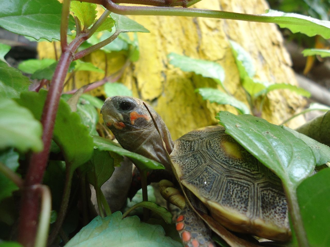 Está en peligro de extinción la tortuga morrocoy