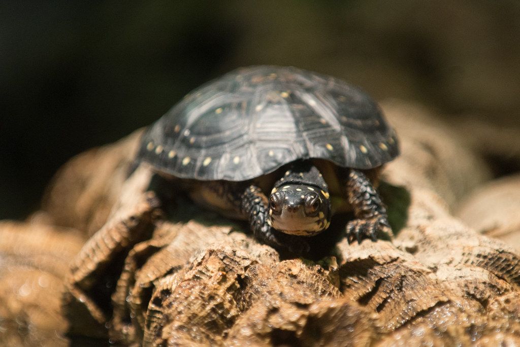 Está en peligro de extinción la tortuga moteada