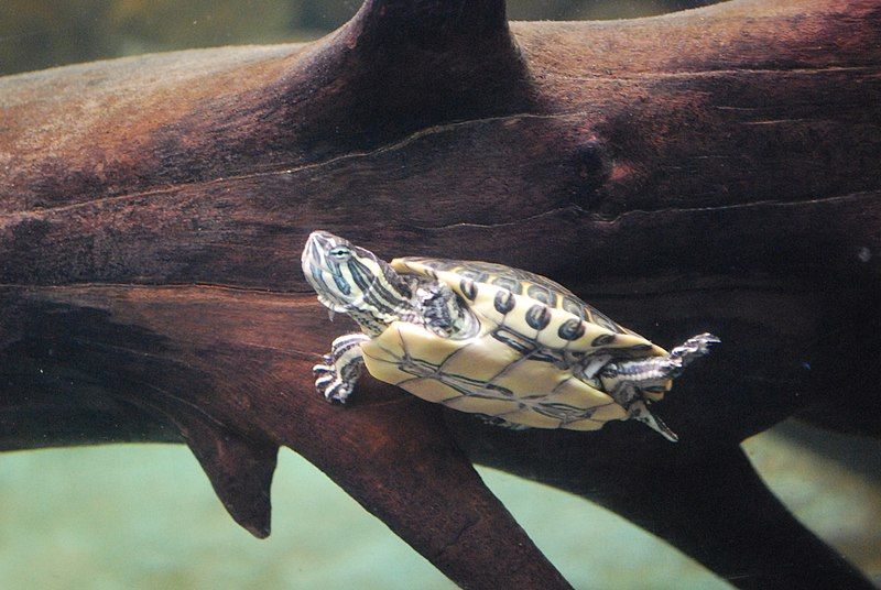 Está en peligro de extinción la tortuga pavorreal -