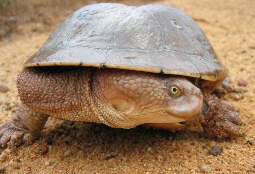 Qué características tiene la tortuga canni