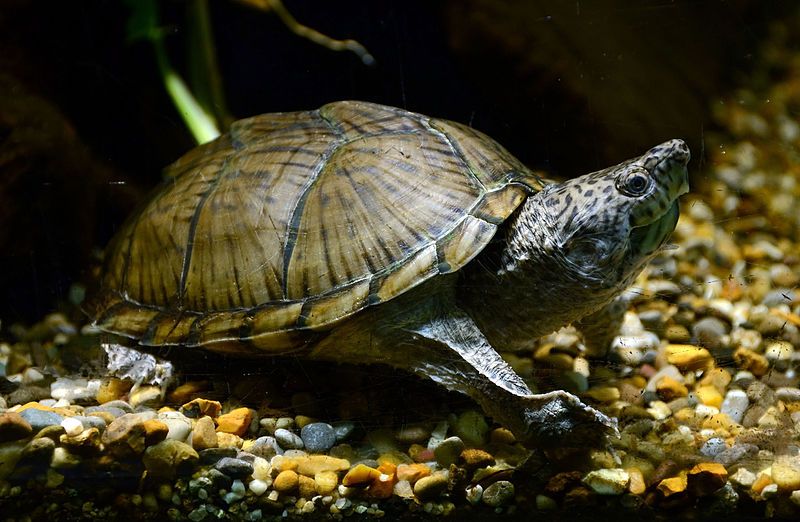 Qué características tiene la tortuga de bulbo