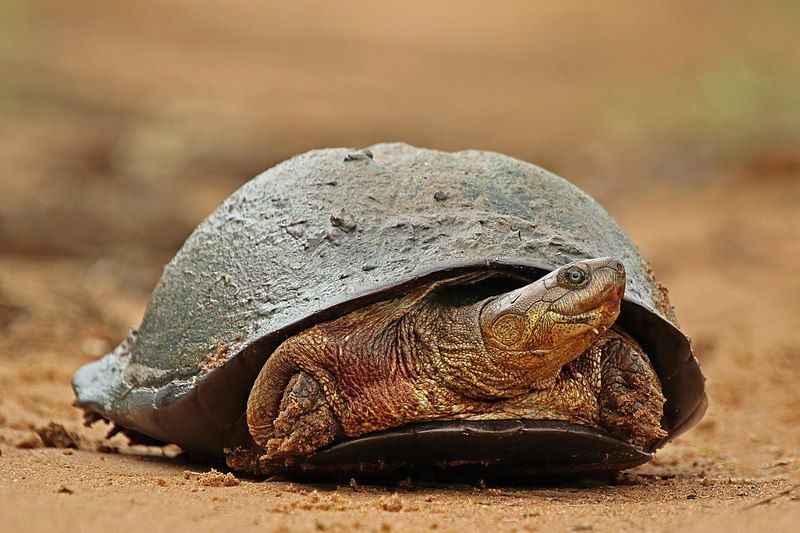 Qué características tiene la tortuga de escudo africana