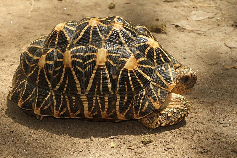 Qué características tiene la tortuga estrellada
