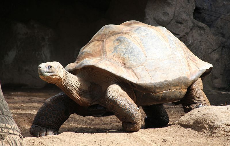 Qué características tiene la tortuga galápagos