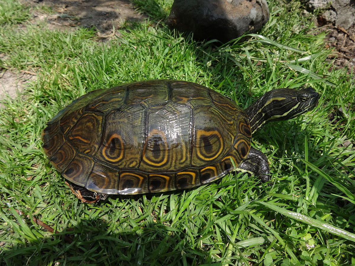Qué características tiene la tortuga pavorreal