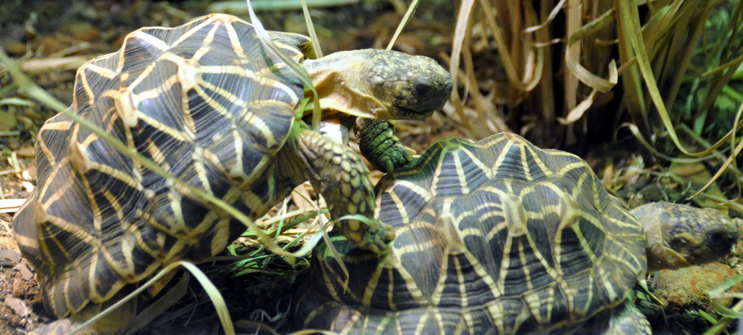 Reproducción tortuga estrellada de la india