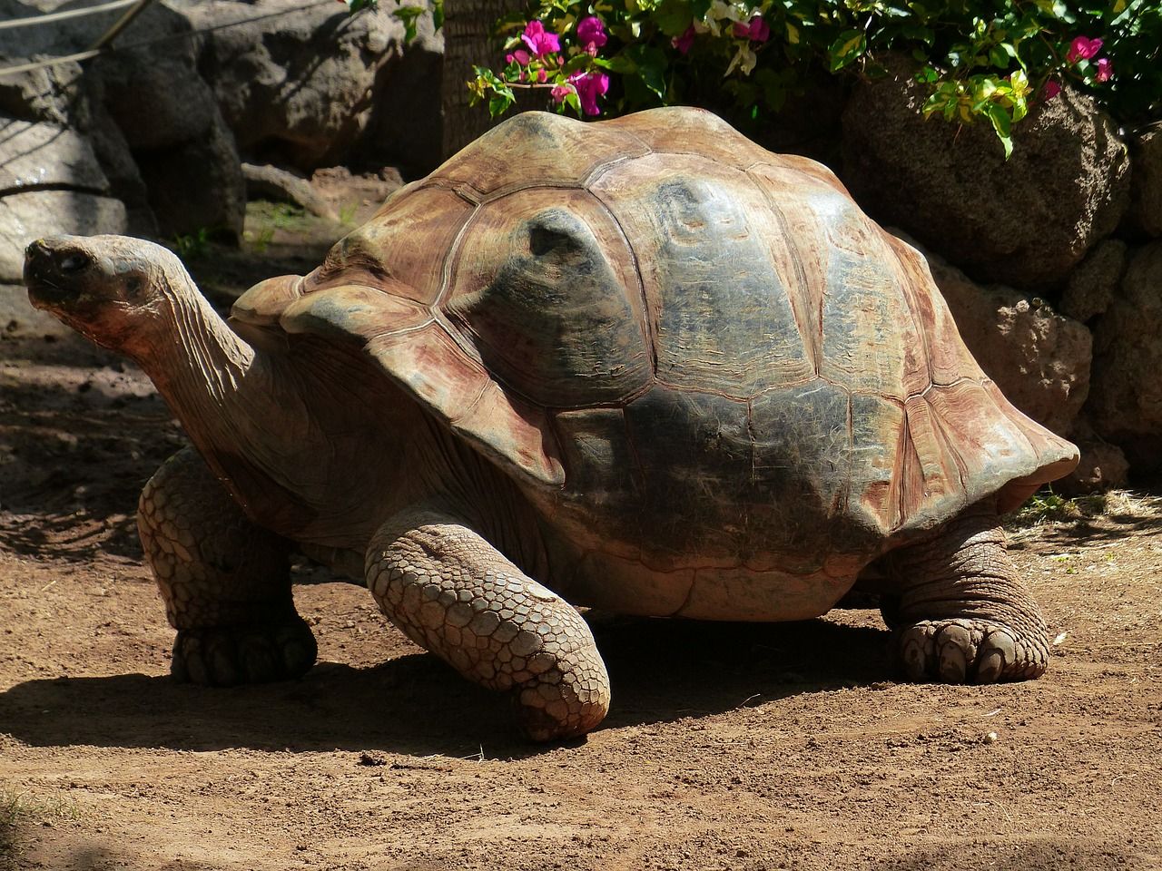 Cuáles son las tortugas más longevas del mundo
