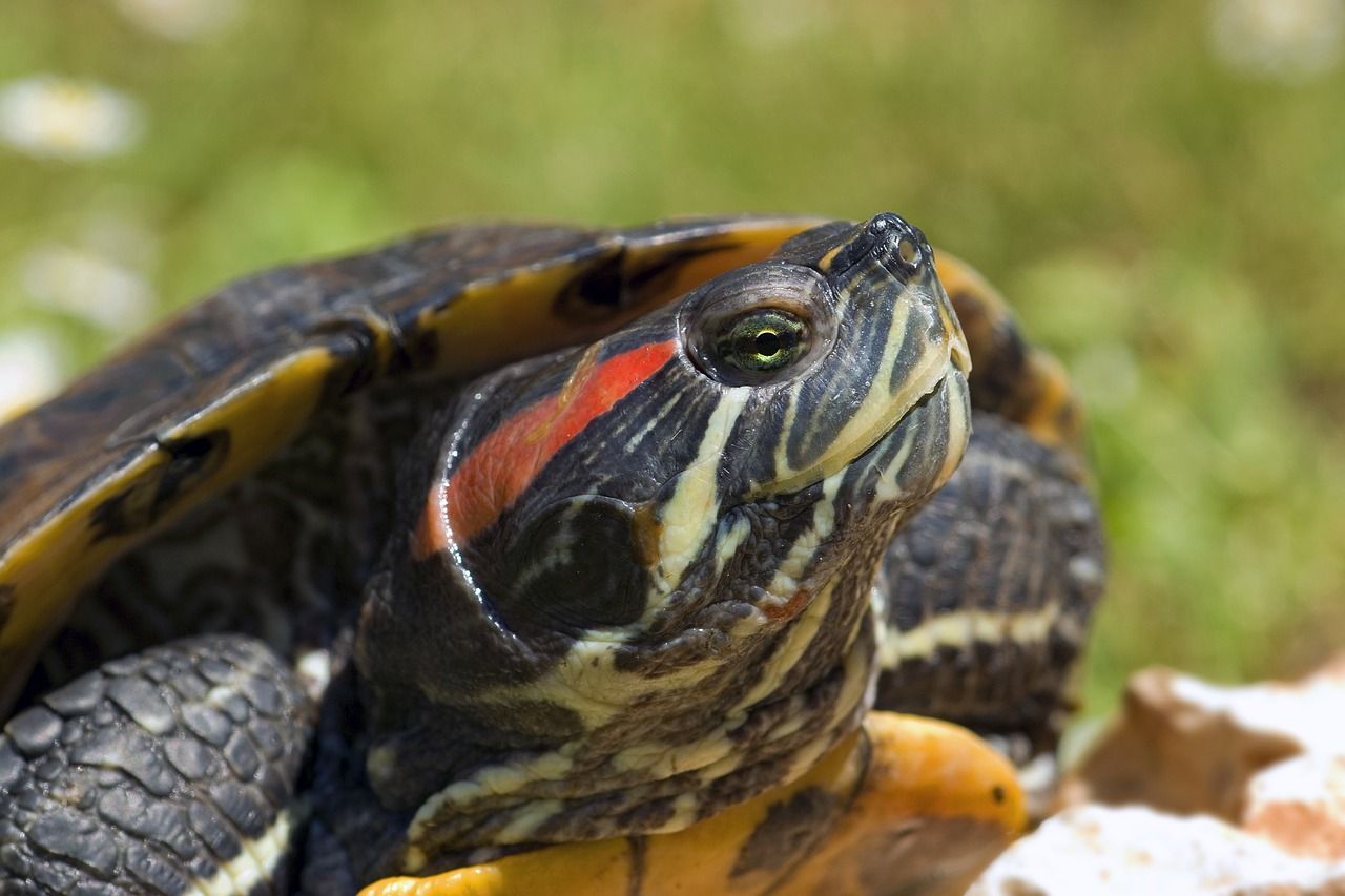 Está en peligro de extinción la tortuga orejas rojas