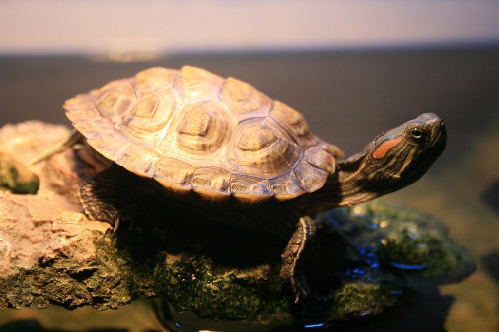 Dónde y cómo nacen las tortugas de agua dulce