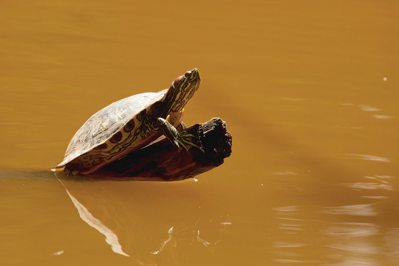 Está en peligro de extinción las tortugas de río