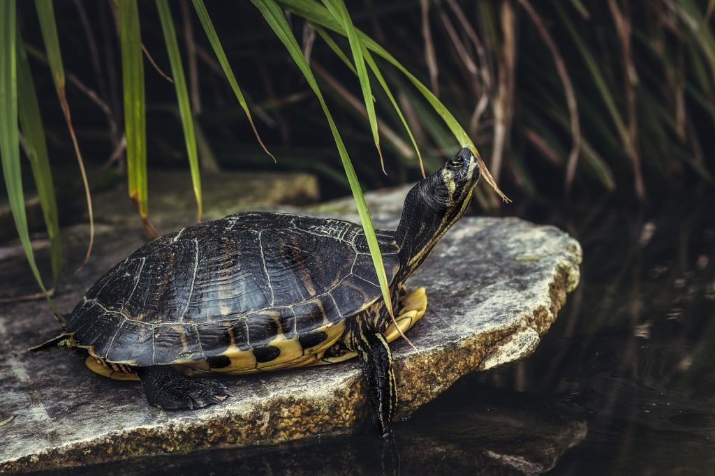 Por qué dura el tiempo que dura la hibernación de las tortugas