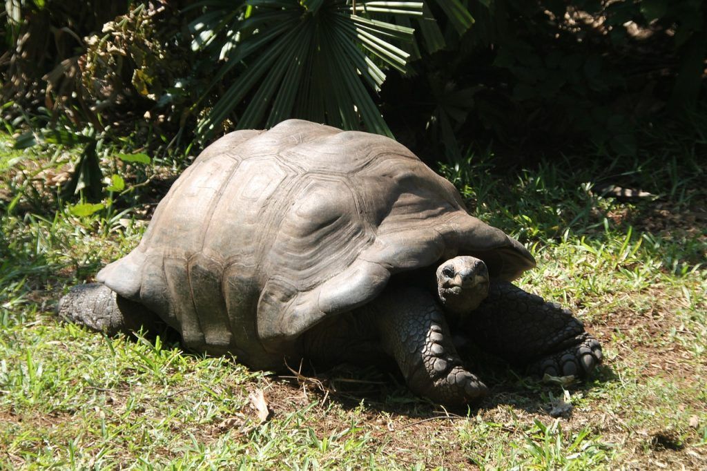 Cómo hibernan las tortugas de tierra