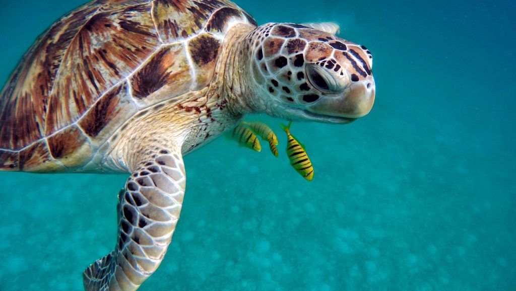 Qué diferencias hay entre el nacimiento de una tortuga terrestre y una marina