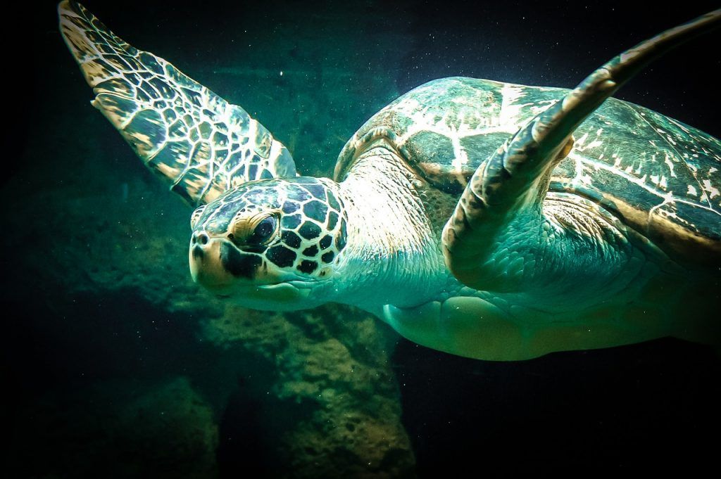 Por qué las tortugas son tan longevas