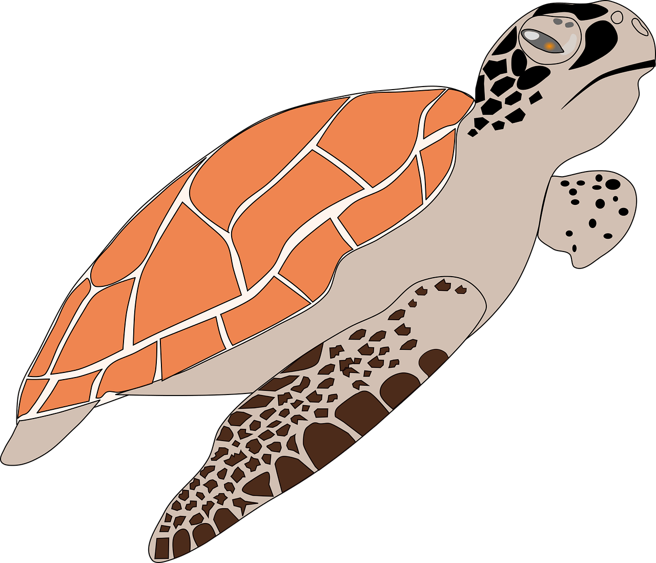 El sueño de las tortugas
