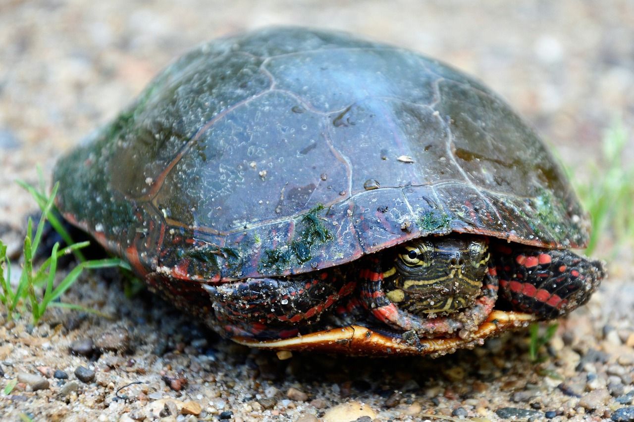 Problemas del caparazón de una tortuga