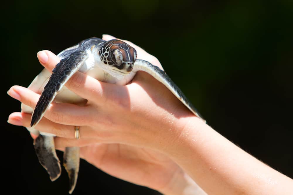 ¿Pueden vivir las tortugas con agua del grifo?