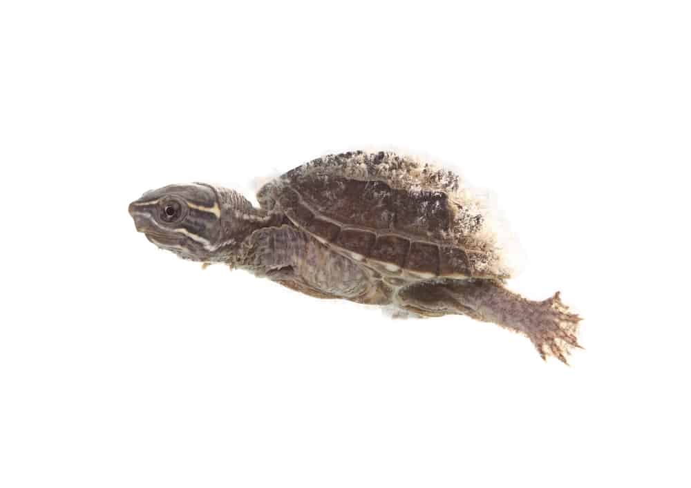 ¿Cuánto tiempo puede aguantar la respiración una tortuga?