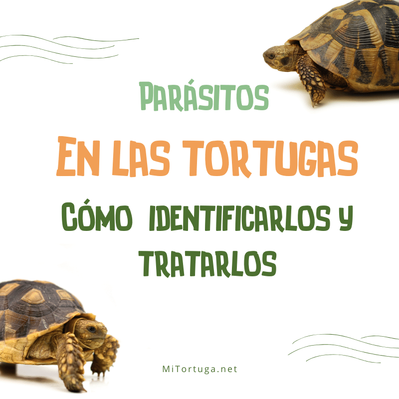 Motivar Susceptibles a periscopio Parásitos en las Tortugas: Identificarlos y Tratarlos