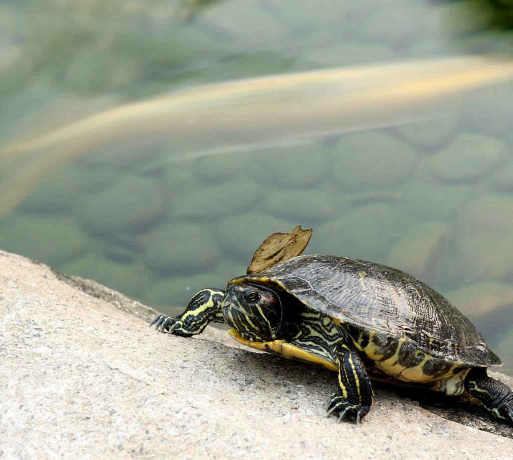 Qué podemos hacer para cuidar a las tortugas