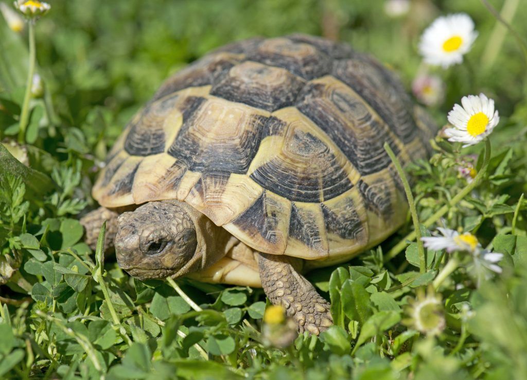 Cómo cuidar el caparazón de una tortuga de tierra