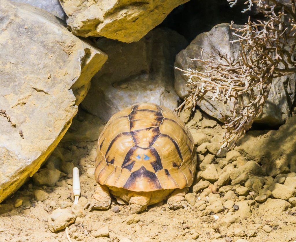 Cómo se protegen del frío las tortugas terrestres