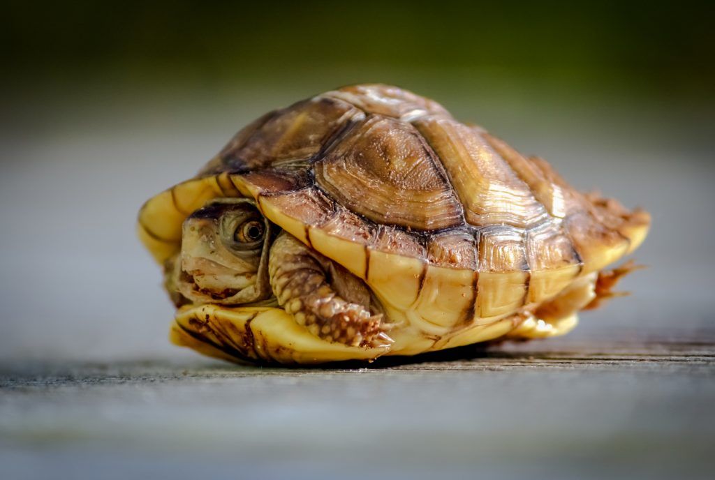 Cuáles son las enfermedades del caparazón de las tortugas