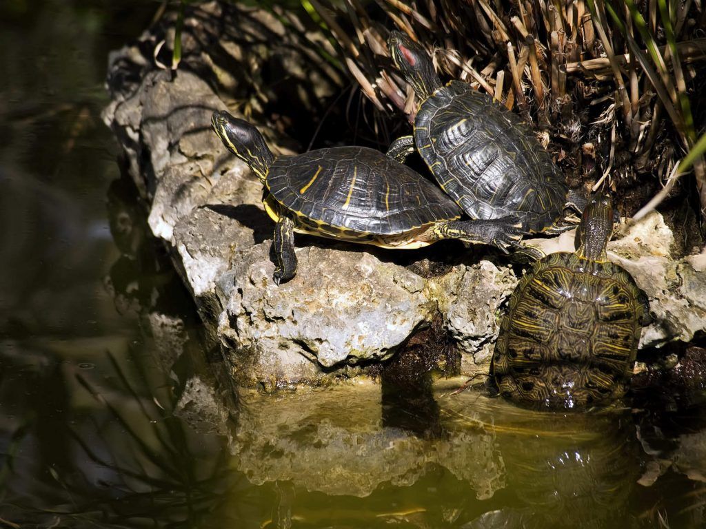 Cuáles son las especies de tortugas de agua dulce